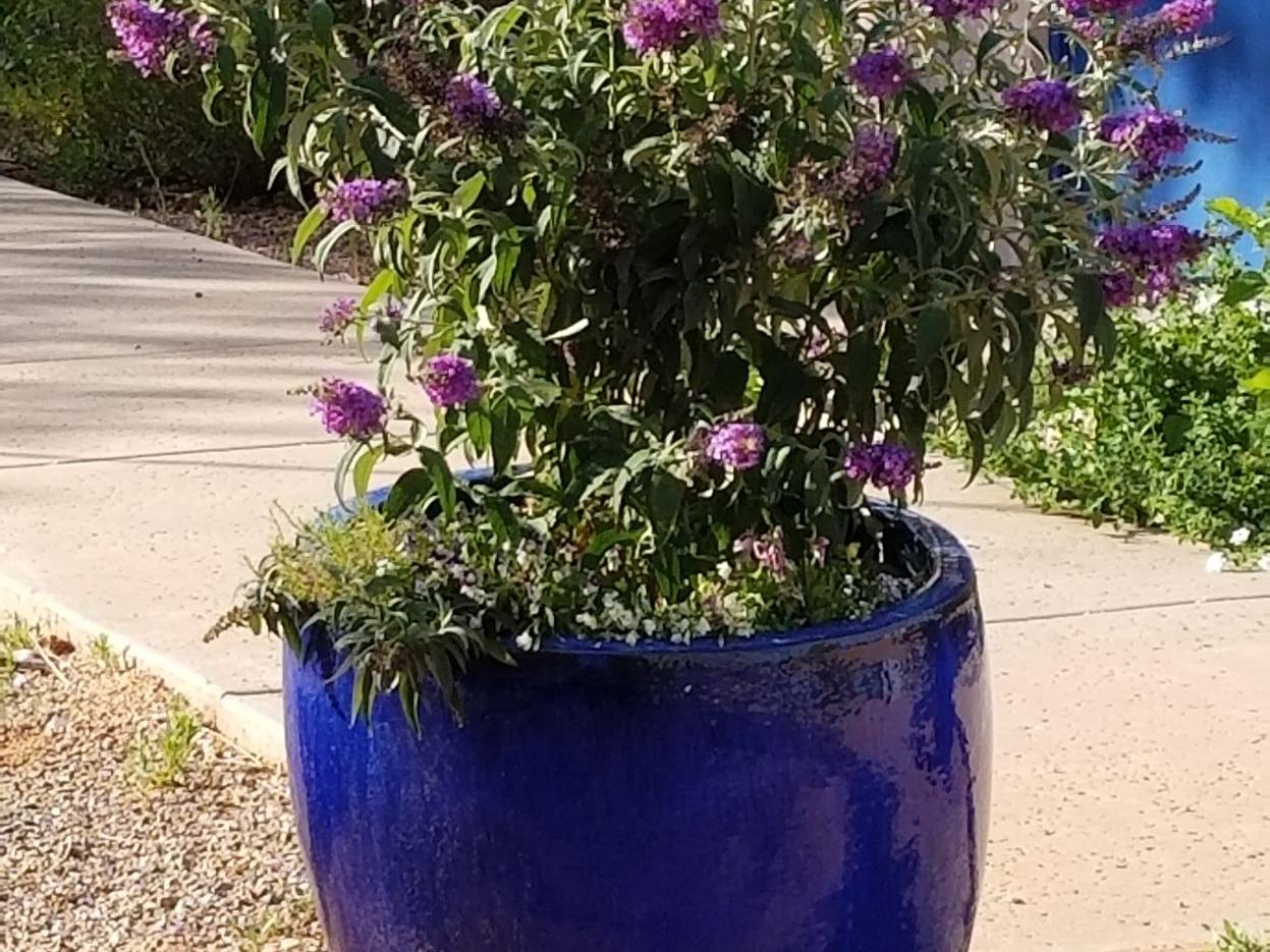 Helping your plants get through the heat of June